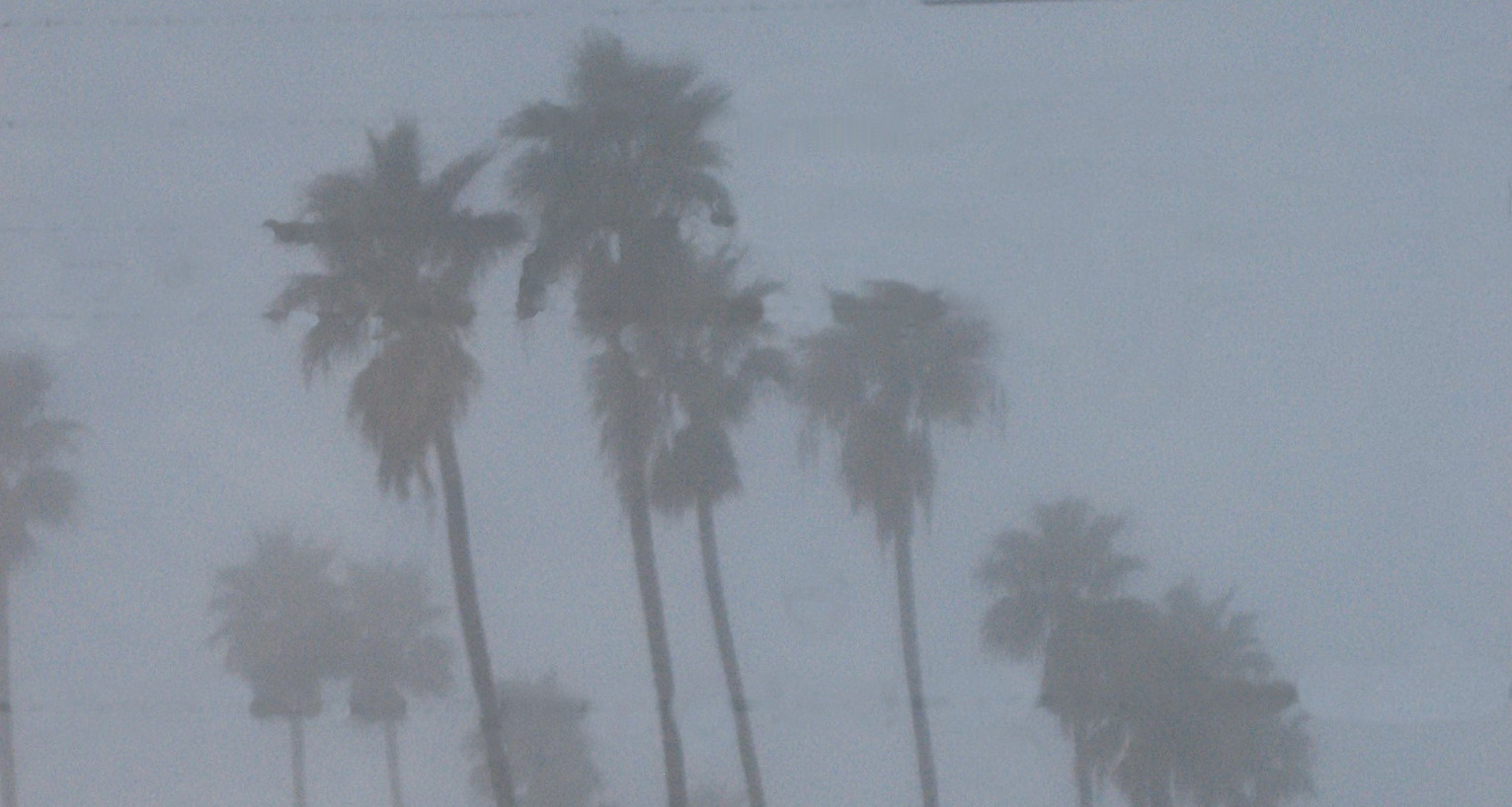 palms_fog.jpg