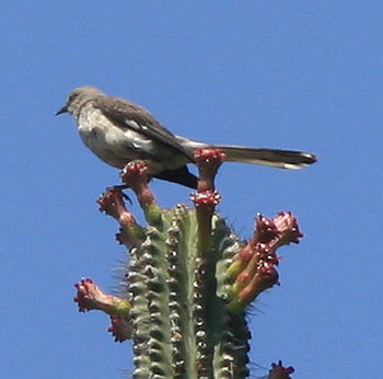 mockingbird-cactus.jpg