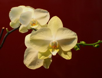 orchid_blog_5098.jpg