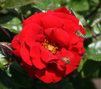 rose-bees-blog_6626.jpg