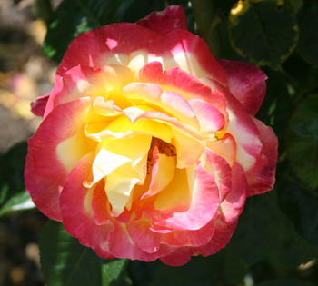 rose-park-3_blog_6718.jpg