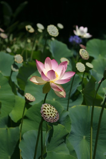 lotus-blog_2382.jpg