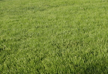 green-grass-blog_4432.jpg