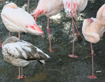 flamingos-blog_1260