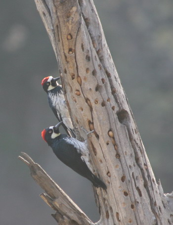 woodpecker-1-blog_1452