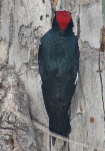 woodpecker-3-blog_1474