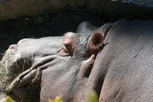 Snoozing Hippo